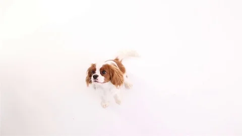 Cavalier King Charles Spaniel posing in front of camera on white background Stock Footage 82414119
