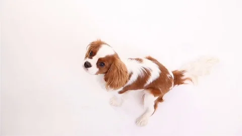 Cavalier King Charles Spaniel posing in front of camera on white background Stock Footage 82414183