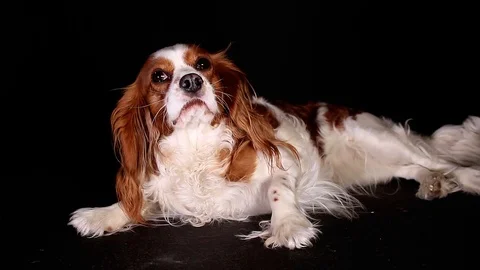 Cavalier king charles spaniel puppy dog trained pet video Stock-Footage 99015556