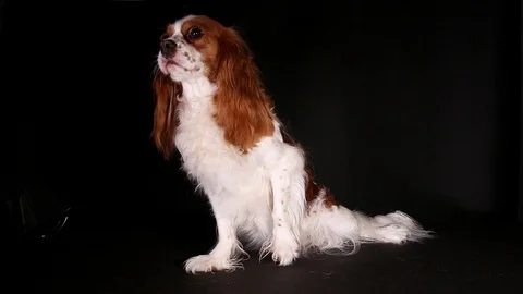 Cavalier king charles spaniel puppy dog trained pet video Stock-Footage 99016355