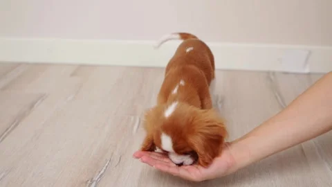Cavalier King Charles Spaniel puppy eats a treat from the palm of its owner Stock Footage 262729891
