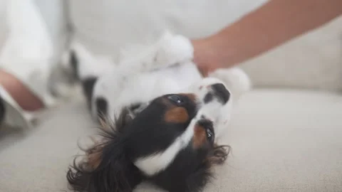 A Cavalier King Charles Spaniel puppy lies on its back on a cozy sofa, enjoying Stock Footage 312439946