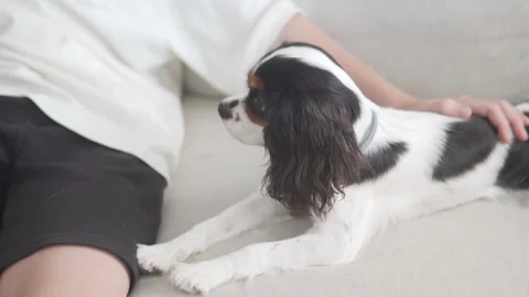 A Cavalier King Charles Spaniel puppy lies next to a relaxed teenage boy on a Stock Footage 312440621