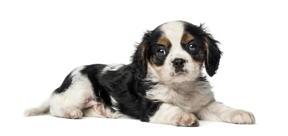 Cavalier King Charles Spaniel puppy (8 weeks old) Stock Photos