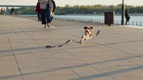 Cavalier King Charles Spaniel running for toy near river on city promenade Stock Footage 320057148