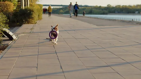 Cavalier King Charles Spaniel running with toy on sunny city embankment Stock Footage 320057197