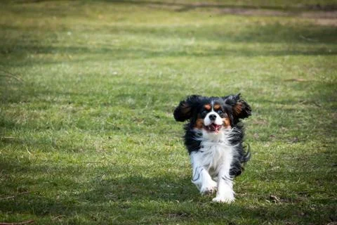 Cavalier King Charles Spaniel running Stock Photos