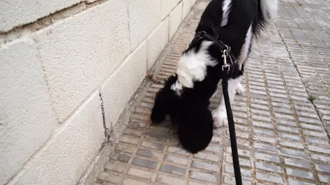 Cavalier King Charles Spaniel Sniffing and Searching Outdoors Stock Footage 308035112