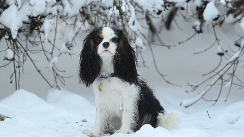 Cavalier King Charles Spaniel in snow park Stock Footage 88275973