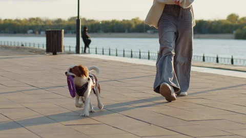 Cavalier King Charles Spaniel walking with owner along river promenade Stock Footage 320057227