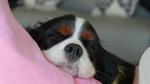 Cavalier King Charles Spaniel in womans arms Stock Footage 201368483