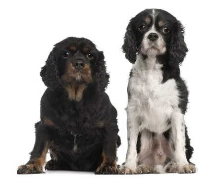 Cavalier King Charles Spaniels, 9 and 7 years old, in front of white background Stock Photos