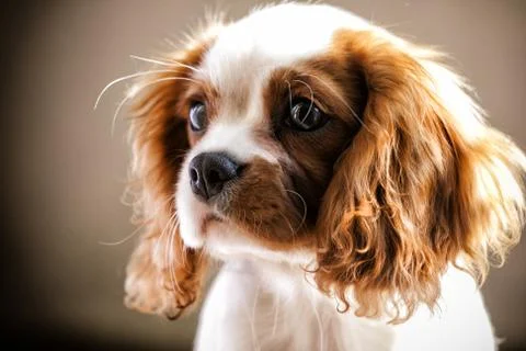 Cavalier king Stock Photos