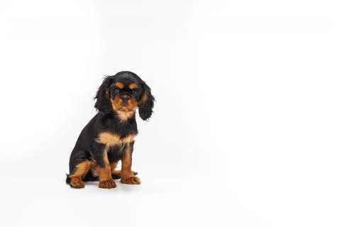 Cavalier King 写真素材