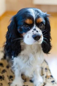 Cavalier Stock Photos