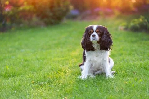 Cavalier spaniel in the garden Stock Photos