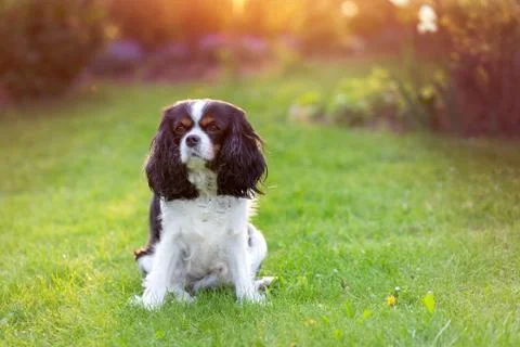 Cavalier spaniel in the garden Foto stock