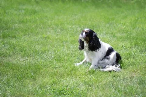 Cavalier spaniel on the grass Stock Photos