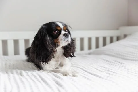Cavalier spaniel lying on the bed Stock Photos
