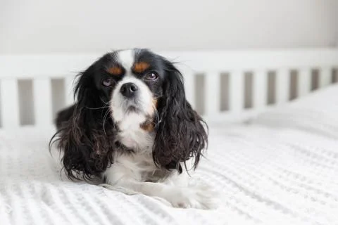 Cavalier spaniel lying on the bed Stock Photos