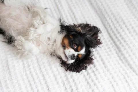Cavalier spaniel lying on the bed Stock Photos