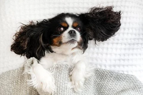 Cavalier spaniel lying in the bed under the blanket Stock Photos