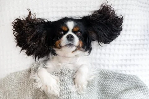 Cavalier spaniel lying in the bed under the blanket Stock Photos