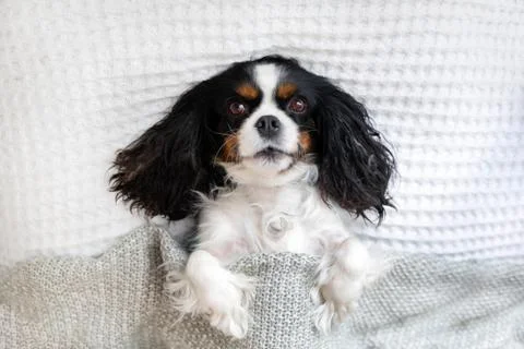 Cavalier spaniel lying in the bed under the blanket Stock Photos