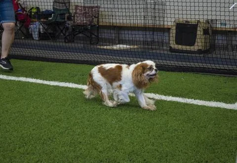 Cavalier Spaniel Stock Photos