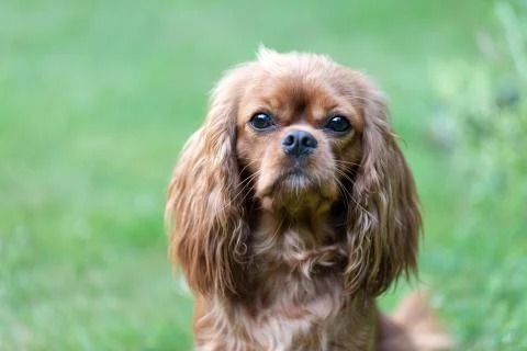 Cavalier spaniel portrait Foto stock