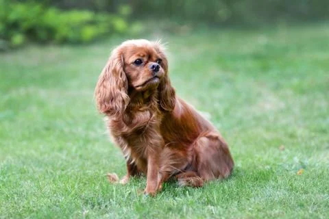 Cavalier spaniel portrait Stock Photos