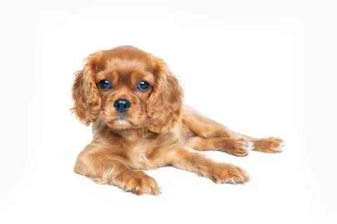 Cavalier spaniel portrait Stock Photos