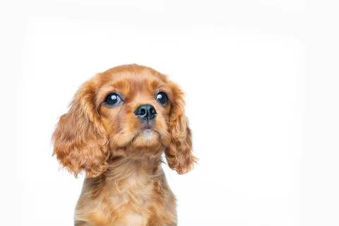 Cavalier spaniel puppy looking up Stock Photos