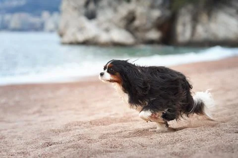 Cavalier Spaniel running along the beach Stock Photos