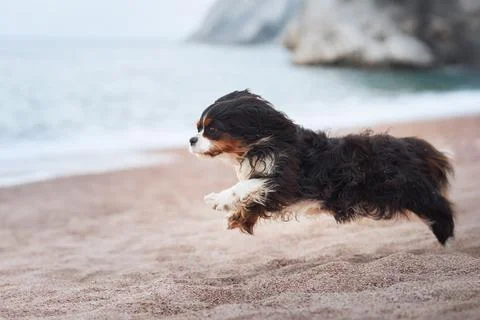 Cavalier Spaniel running on sand Stock Photos