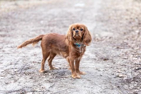 Cavalier spaniel on a walk Stock Photos