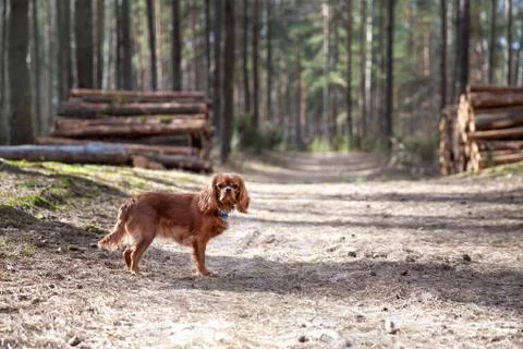 Cavalier spaniel on a walk Stock Photos