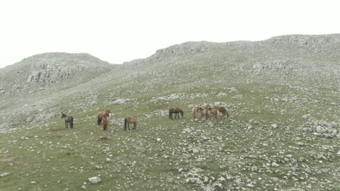 Cavalli Stock Footage 302992154