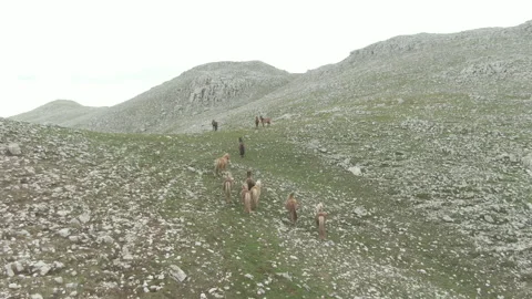 Cavalli Stock Footage 302992306