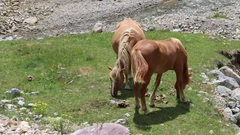 CAVALLI UNO Vidéo 246407911