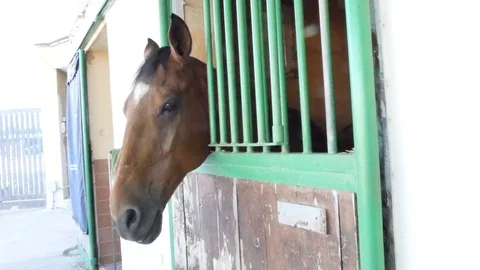 Cavallo Video stock 95749356