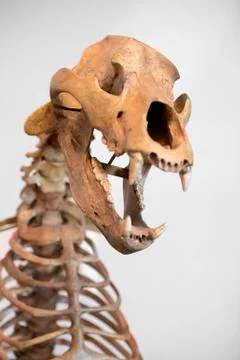 Cavalry caviar is one of the largest bears that lived, weight that could reac Stock Photos
