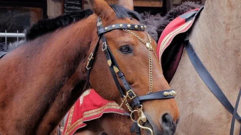 Cavalry rides in hussars parade Stock Footage 82515516