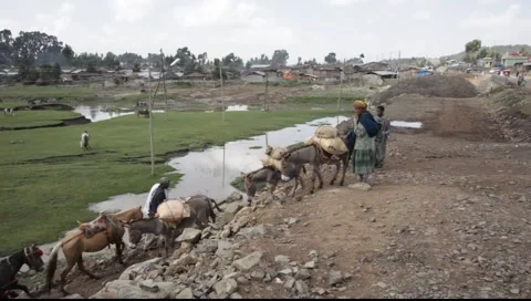 Cavane ethiopia 動画素材 5505531