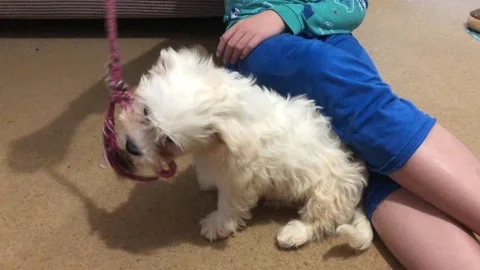 Cavapoo and Boy Playing Stock Footage 162570505