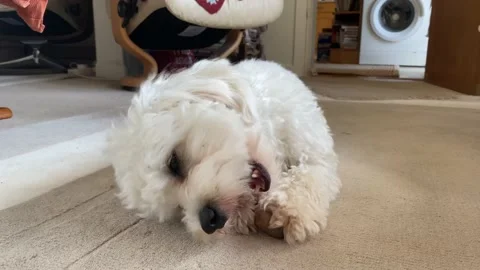 Cavapoo dog chewing on a toy Stock Footage 188081163