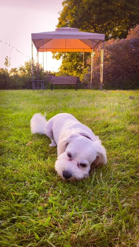 Cavapoo dog chewing on a treat in the garden Stock Footage 242289527