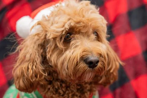 Cavapoo dog with Christmass clothes. Dog Christmas concept 스톡 사진