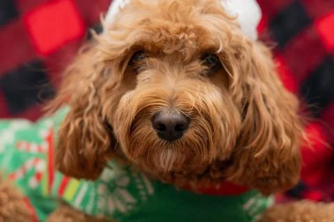 Cavapoo dog with Christmass clothes. Dog Christmas concept Stock-Fotos