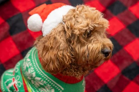 Cavapoo dog with Christmass clothes. Dog Christmas concept 스톡 사진